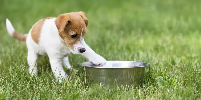 Cibo per cani: la dieta per il tuo amico a quattro zampe