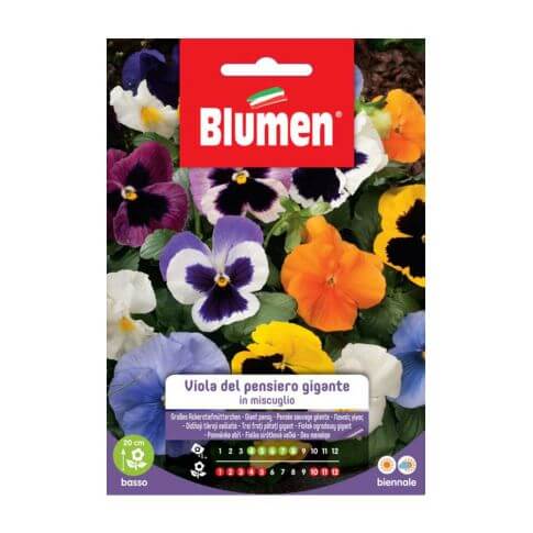 Graines de pensée géante Blumen