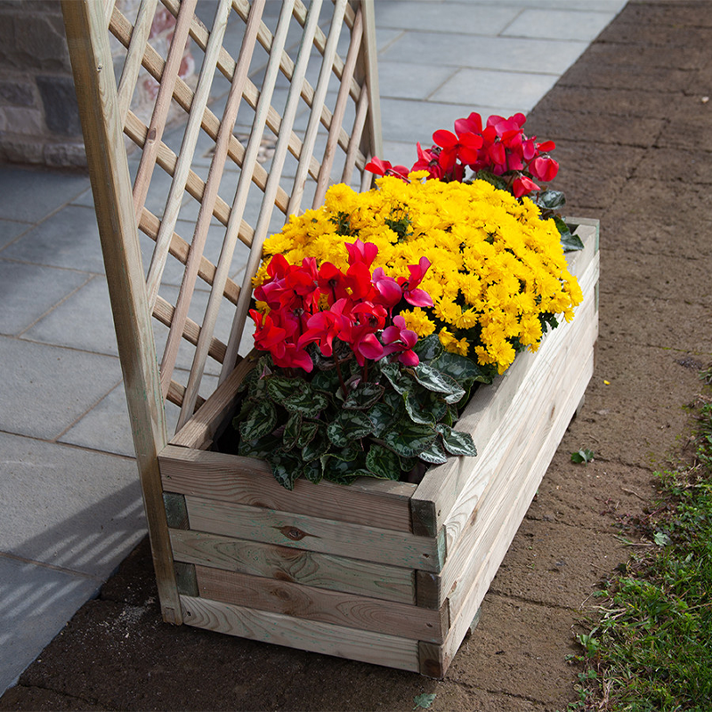 Composition d'orchidées avec grille et jardinière