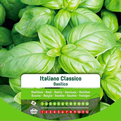 Graines de basilic italien classique en sac