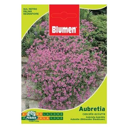 Sachet de graines d'Aubretia Cascata Azzurra