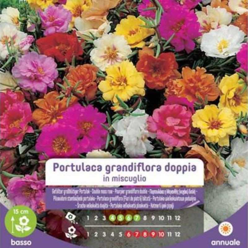 Graines doubles de Portulaca grandiflora en sachet