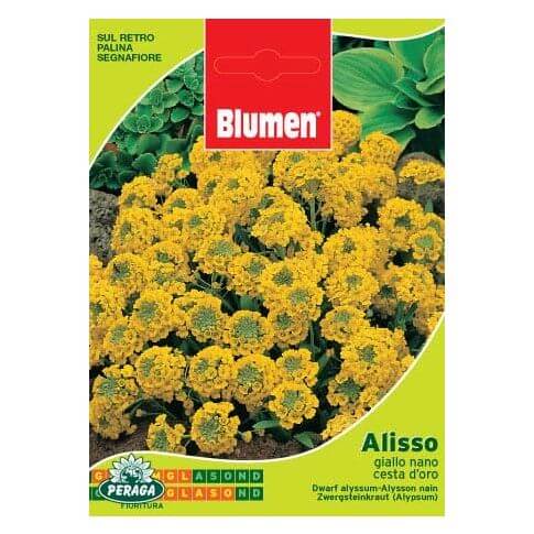 Sachet de graines d'Alyssum jaune nain Golden Basket