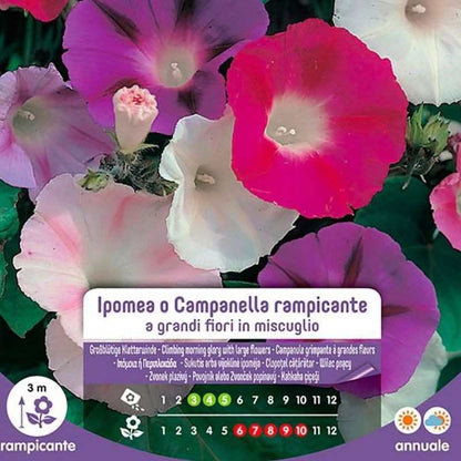 Graines d'Ipomea ou Campanella Grimpante à Grandes Fleurs en Mélange