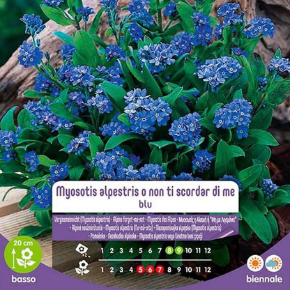 Graines de Myosotis Alpestris ou Myosotis bleu en sac