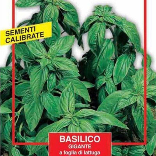 Graines de Basilic Géant - Maxi