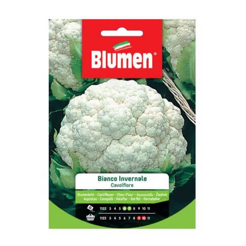 Graines de chou-fleur blanc d'hiver Blumen